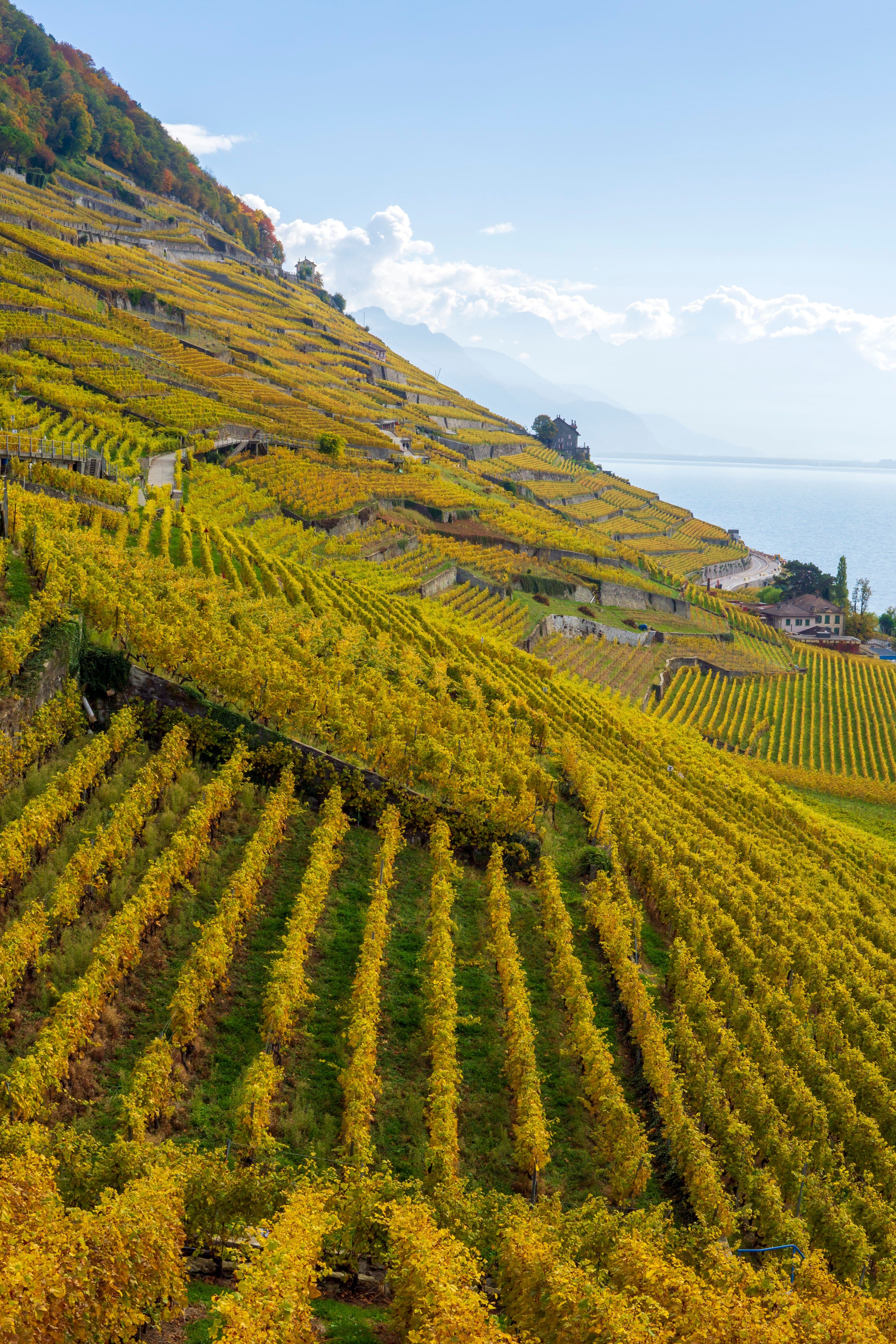 Lavaux vineyards and Lake Geneva
