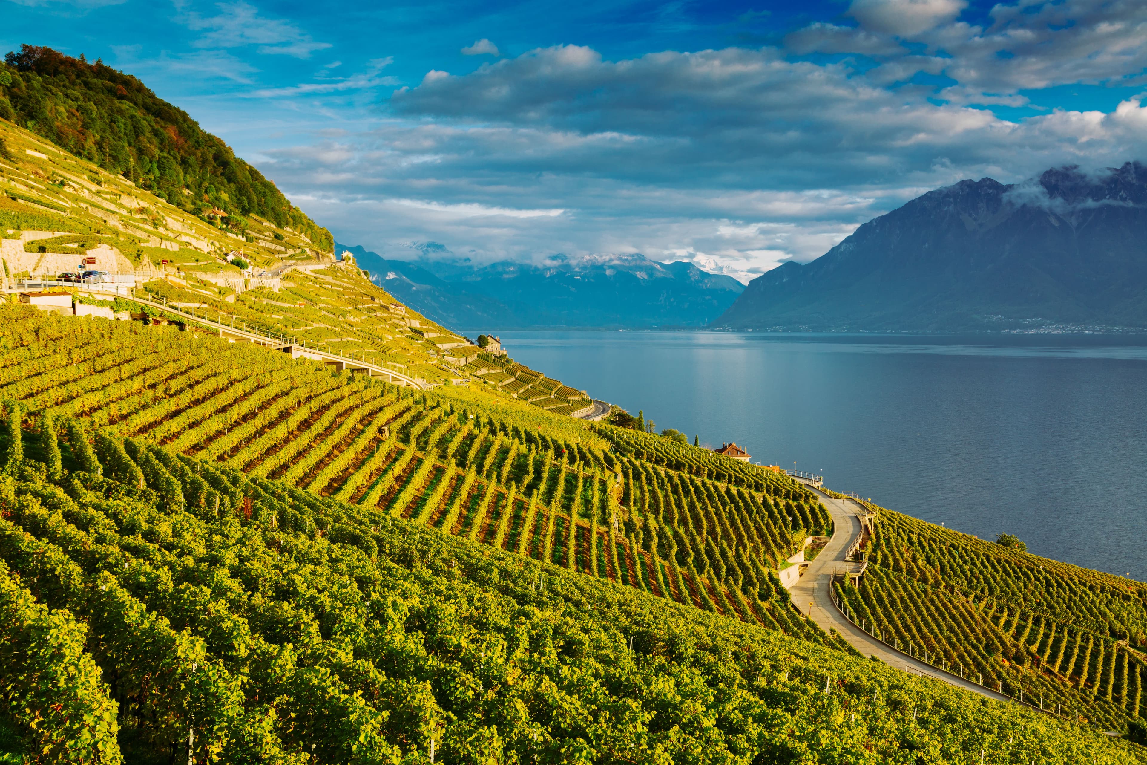 Terraced vineyards of Lavaux overlooking Lake Geneva and the snow-capped Swiss Alps