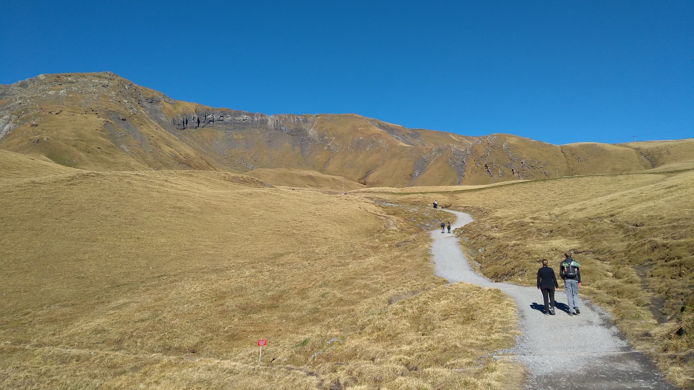 Lush green summer alpine trail and wildflowers in the Bernese Oberland with snow-capped mountain peaks